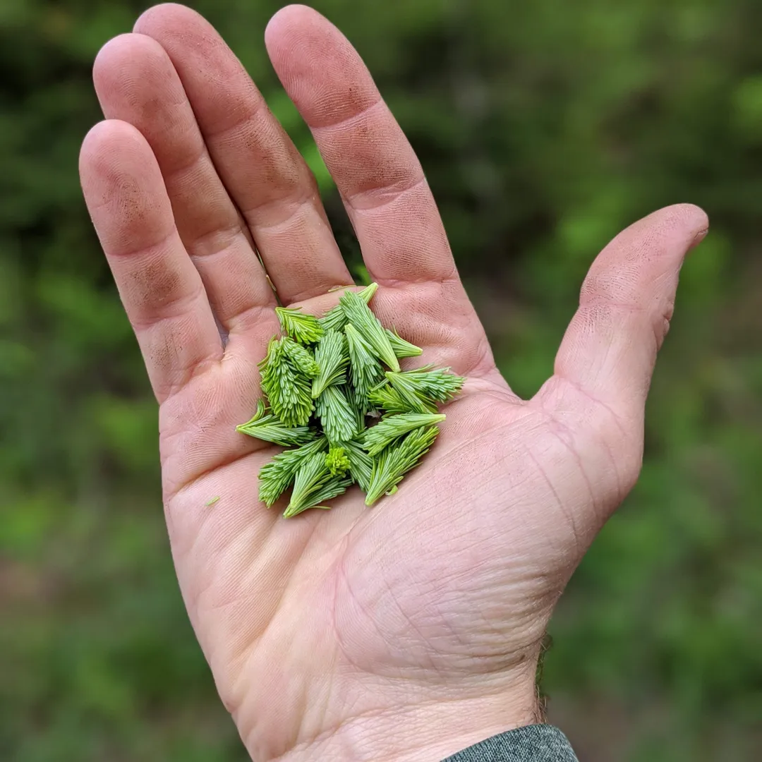 Balsam Fir Salt