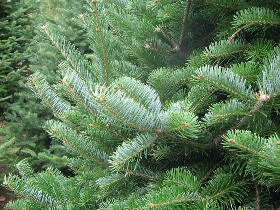 Christmas Tree Canaan Fir