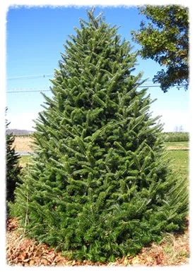 Christmas Tree Canaan Fir