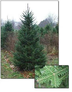 Christmas Tree Canaan Fir