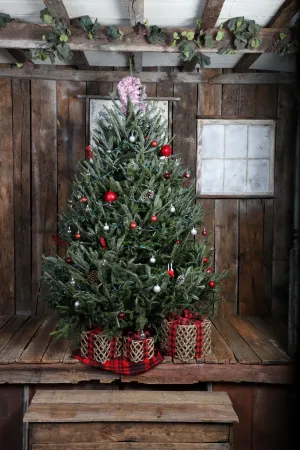 Fresh-Cut Premium-Grade Fraser Fir Christmas Tree