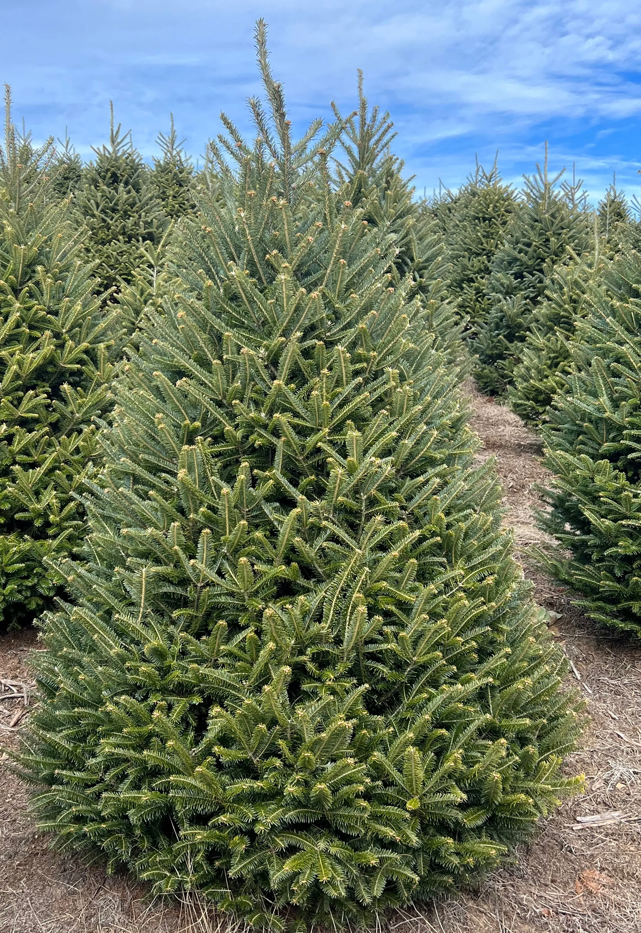 Fresh-Cut Premium-Grade Fraser Fir Christmas Tree