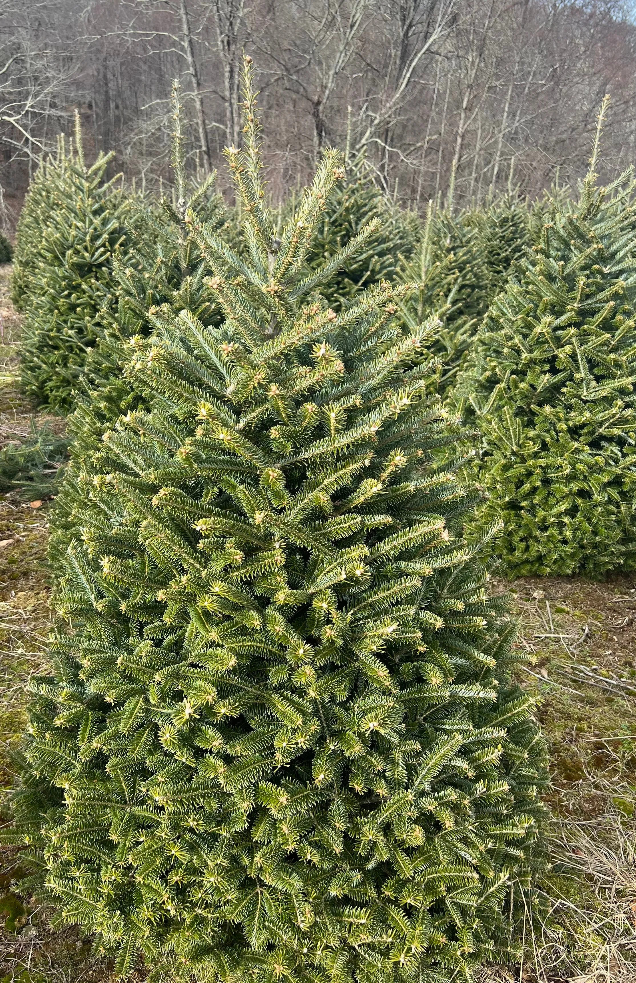 Fresh-Cut Premium-Grade Fraser Fir Christmas Tree