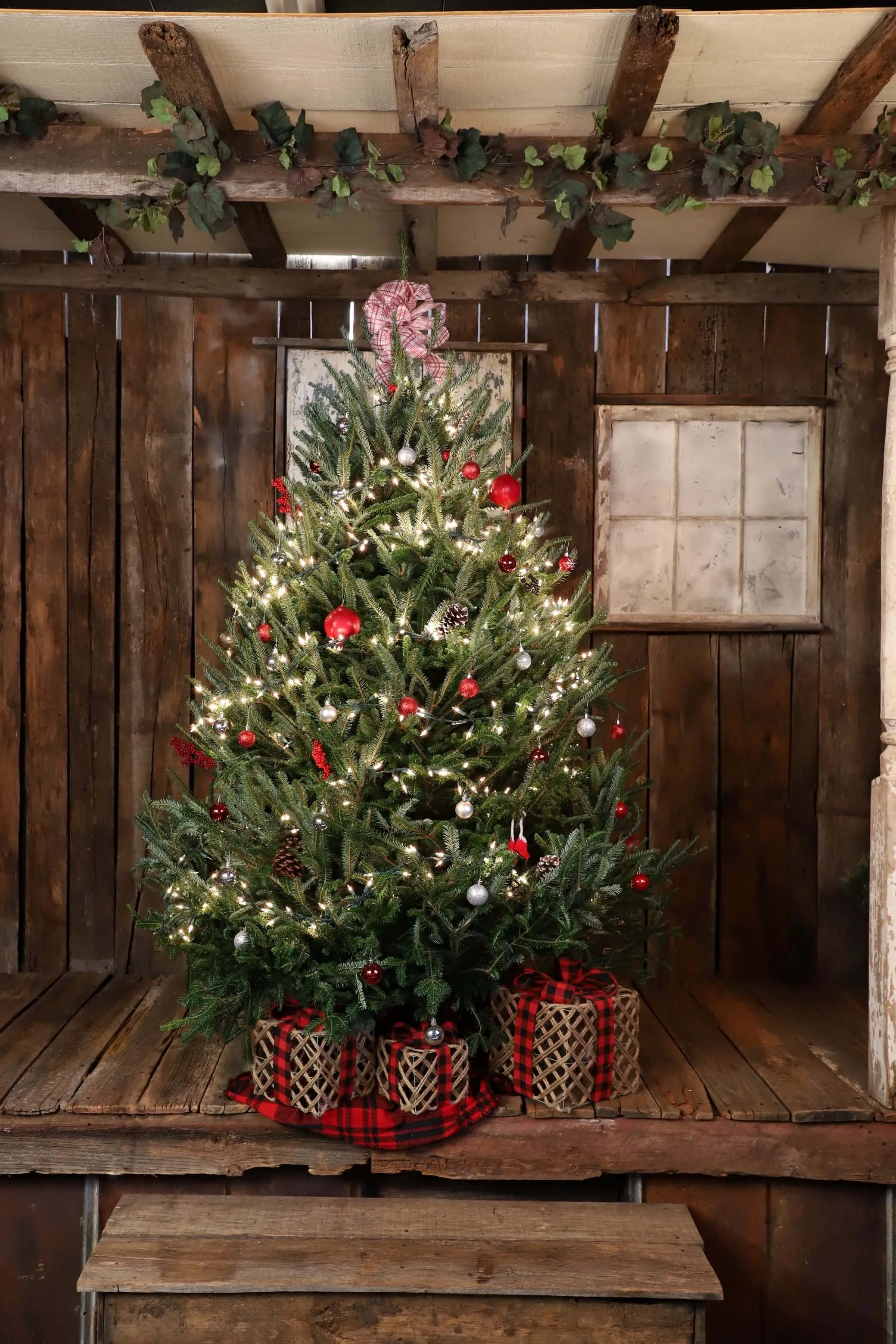 Fresh-Cut Premium-Grade Fraser Fir Christmas Tree