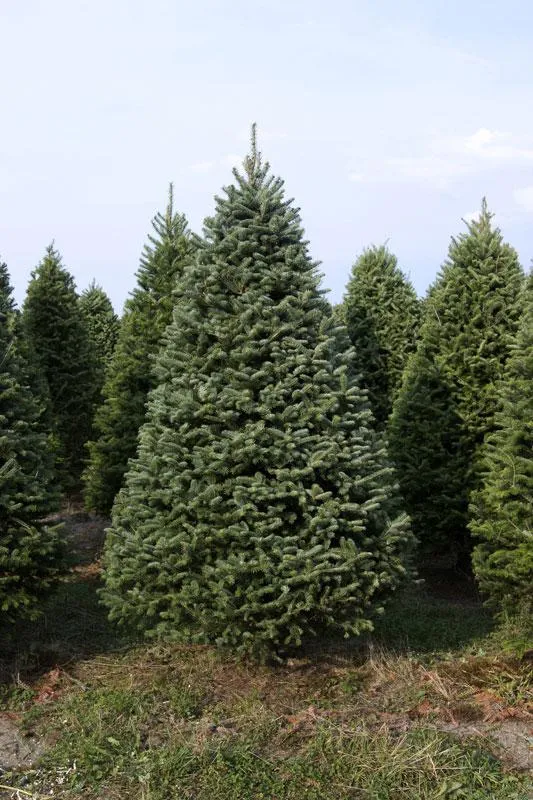 Real Christmas Trees Delivered 7 Foot Balsam-Fraser Fir Hybrid