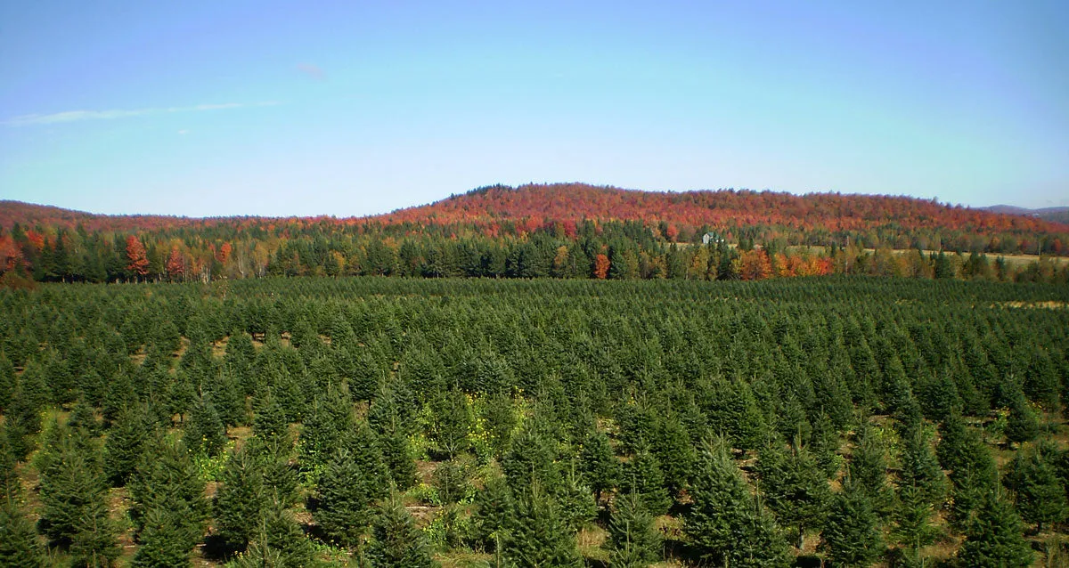 Real Christmas Trees Delivered 7 Foot Balsam-Fraser Fir Hybrid