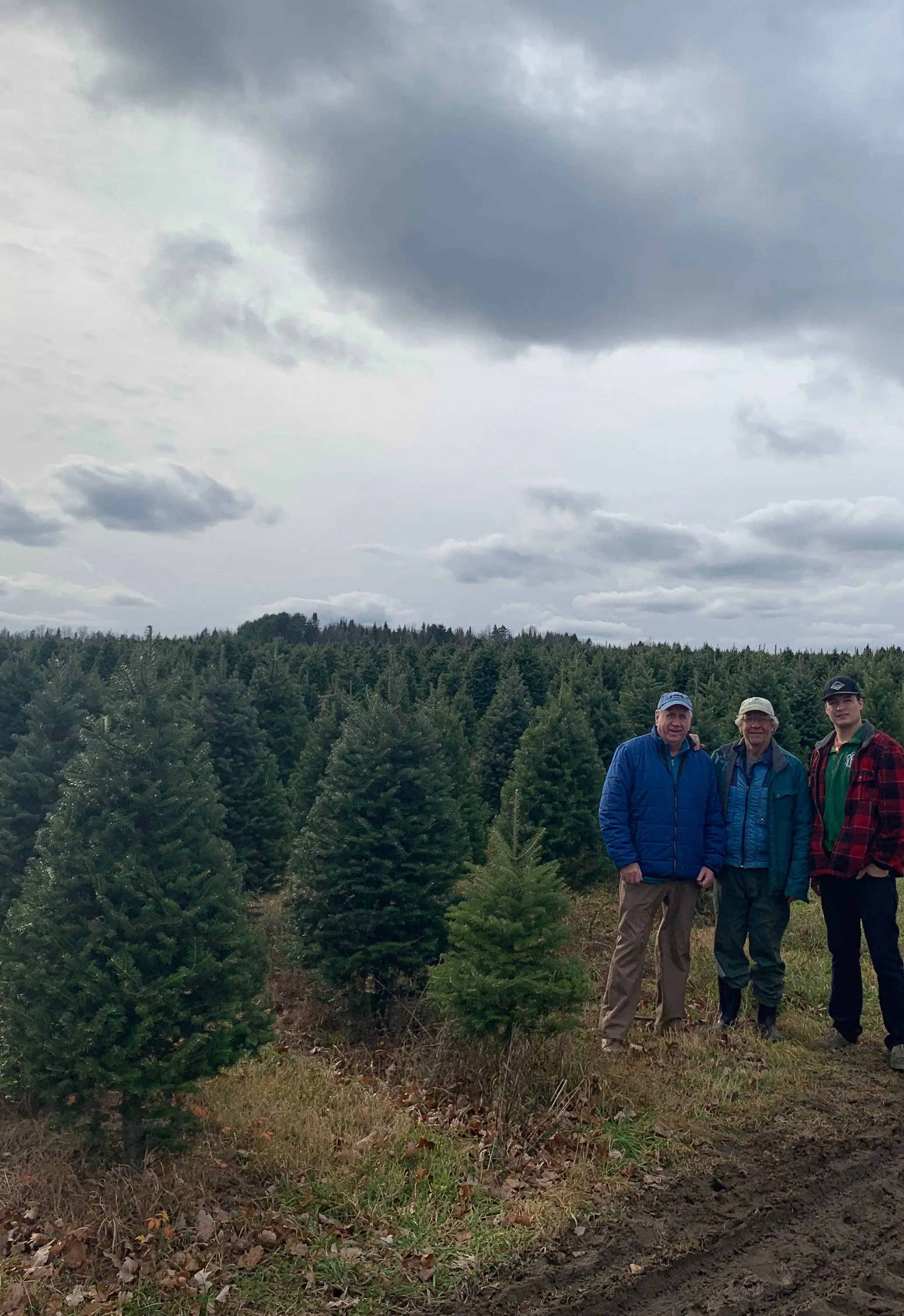 Real Christmas Trees Delivered 7 Foot Balsam-Fraser Fir Hybrid