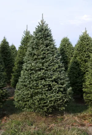 Real Christmas Trees Delivered 7 Foot Balsam-Fraser Fir Hybrid