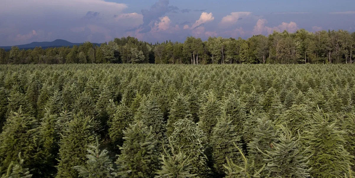 Real Christmas Trees Delivered 7 Foot Balsam-Fraser Fir Hybrid