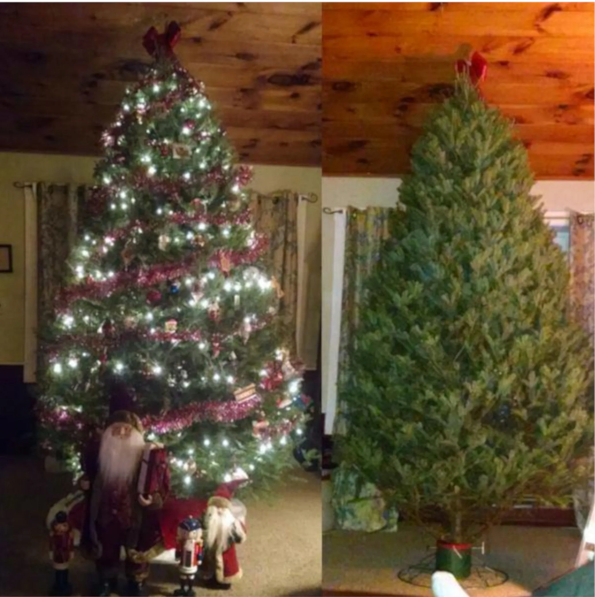 Real Christmas Trees Delivered 7 Foot Balsam-Fraser Fir Hybrid